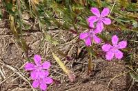 Dianthus deltoides