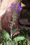 Digitalis purpurea subsp. purpurea