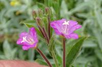 Epilobium hirsutum