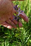 Swertia perennis