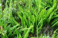 Struthiopteris spicant