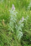 Mentha longifolia