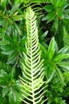 Struthiopteris spicant
