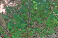 Limodorum abortivum