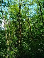 Fraxinus excelsior