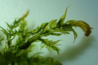 Leptodictyum riparium