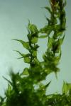 Leptodictyum riparium