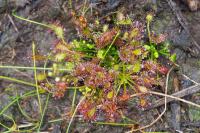 Drosera intermedia