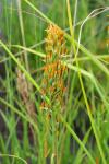 Narthecium ossifragum