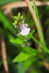 Scutellaria minor
