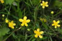Ranunculus flammula