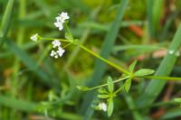 Galium palustre