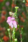 Erica tetralix