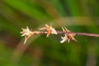 Carex echinata