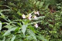 Impatiens glandulifera