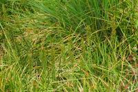 Narthecium ossifragum
