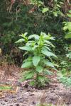 Phytolacca americana