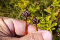 Trollius europaeus