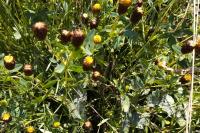 Trifolium spadiceum