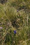 Gentiana pneumonanthe