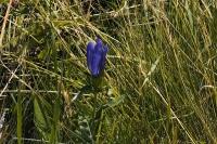 Gentiana pneumonanthe