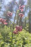 Lilium martagon