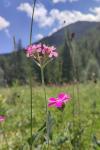 Lychnis flos-jovis