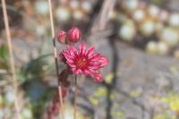 Sempervivum arachnoideum