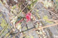 Sempervivum arachnoideum