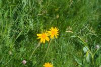 Arnica montana