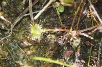 Drosera rotundifolia