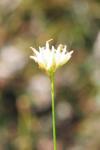 Rhynchospora alba
