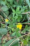 Potentilla
