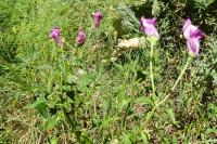 Antirrhinum majus var. majus