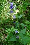 Campanula trachelium