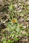 Carlina vulgaris
