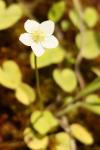 Parnassia palustris