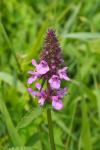 Stachys palustris