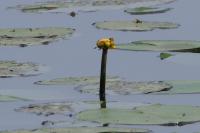 Nuphar lutea