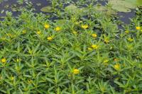 Ludwigia grandiflora