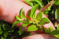 Ludwigia palustris