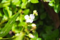 Veronica scutellata