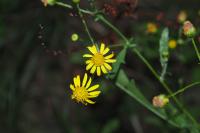 Jacobaea erratica