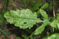 Jacobaea erratica