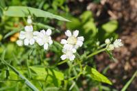 Achillea ptarmica subsp. ptarmica