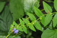 Scutellaria galericulata