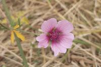 Althaea cannabina