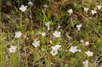 Linum tenuifolium