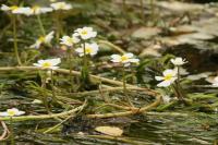 Ranunculus fluitans