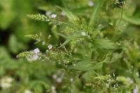 Veronica anagallis-aquatica